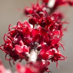 Maple Flowers