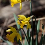 Bee and Daffodils