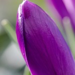 Purple Crocus