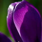 Purple Crocus