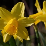 Daffodil 'Tete-a-Tete'