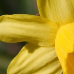 Daffodil 'Tete-a-Tete'