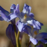 Chionodoxa lucilae