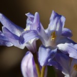 Chionodoxa lucilae