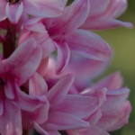 Hyacinth