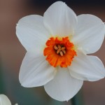 Daffodil