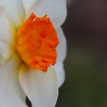 Daffodil