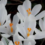 White Crocus