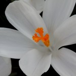 White Crocus