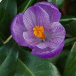 Purple Crocus