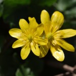 Ficaria verna (Fig Buttercup)