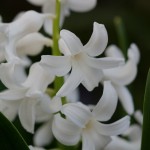 White Hyacinth