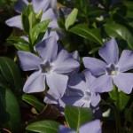 Periwinkle (Vinca minor)