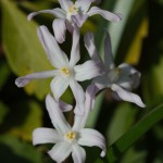 Chionodoxa forbesii var. 'Pink Giant'