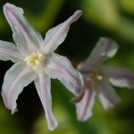 Chionodoxa forbesii var. 'Pink Giant'