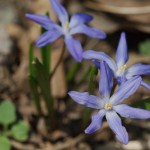 Chionodoxa lucilae