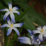 Chionodoxa lucilae