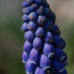 Muscari armeniacum