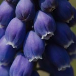 Muscari armeniacum