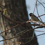 Poecile atricapillus (Black-capped Chickadee)