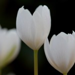 Sanguinaria canadensis (Bloodroot)