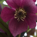 Helleborus orientalis (Lenten Rose)
