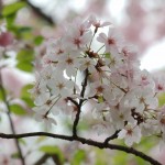 Flowering Cherry