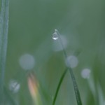 Water Droplets on Grass