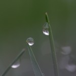 Water Droplets on Grass