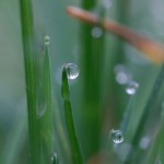 Water Droplets on Grass