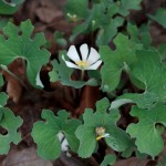 Sanguinaria canadensis (Bloodroot)