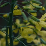 Tuscan Cabbage (Brassica oleracea)