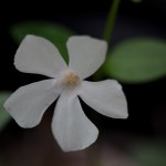 White Vinca Minor