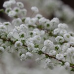 Spiraea