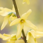 Forsythia