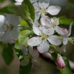 Apple Blossoms