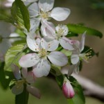 Apple Blossoms