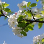 Apple Blossoms