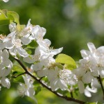 Apple Blossoms