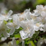 Apple Blossoms