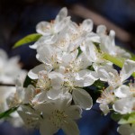 Apple Blossoms