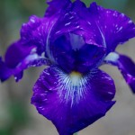 Purple Iris