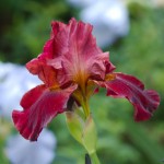 Reddish Iris