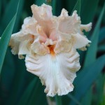Pale Peach Iris