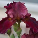 Purplish-Red Iris