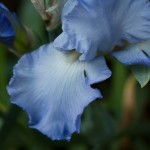 Sky-Blue Iris
