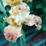 Mottled-Yellow Iris