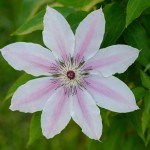 Clematis