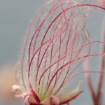 Geum 'Prairie Smoke'