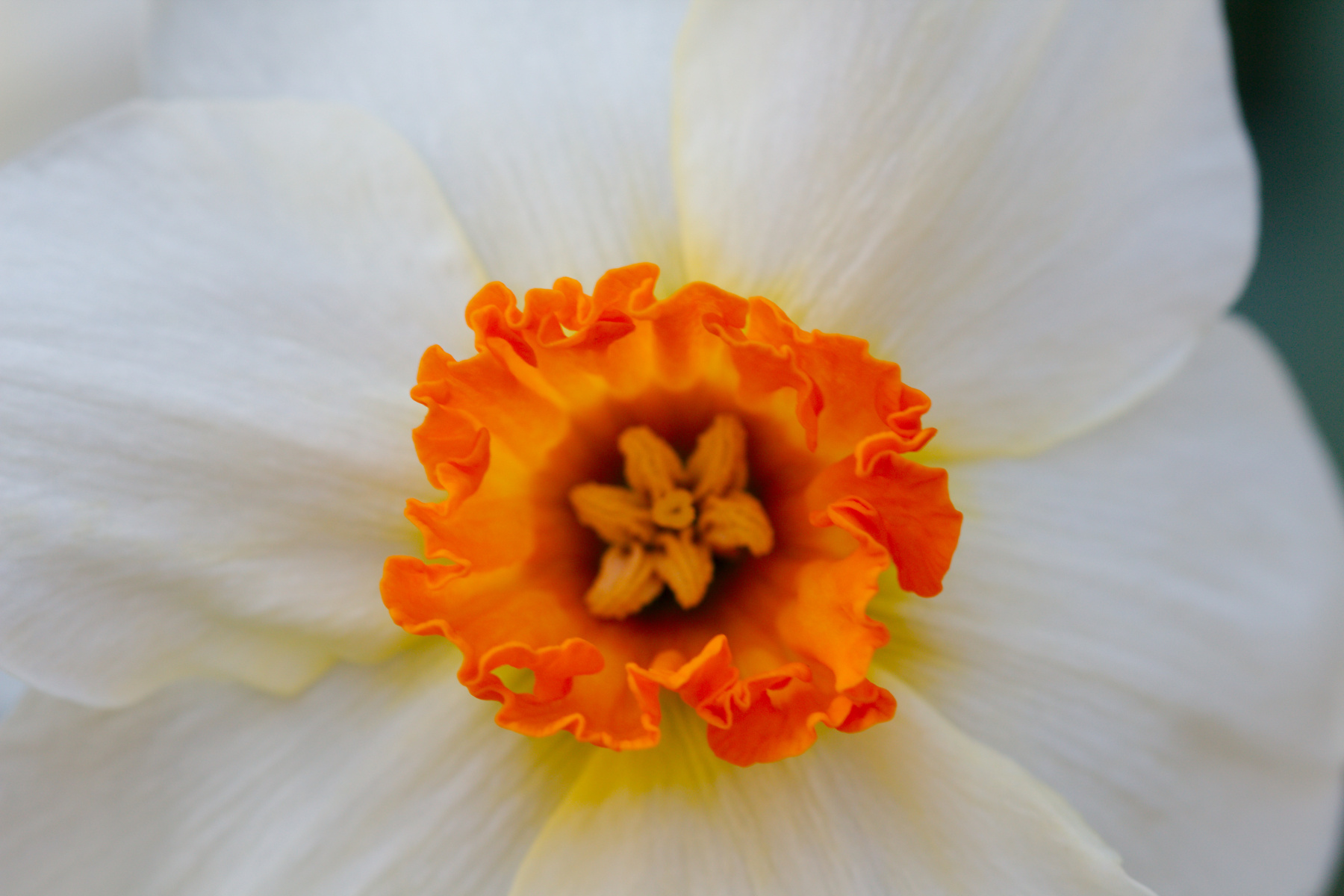 Daffodil | Henry Hartley